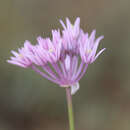 Sivun Allium rubellum M. Bieb. kuva