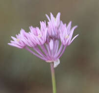 Image of wild garlic