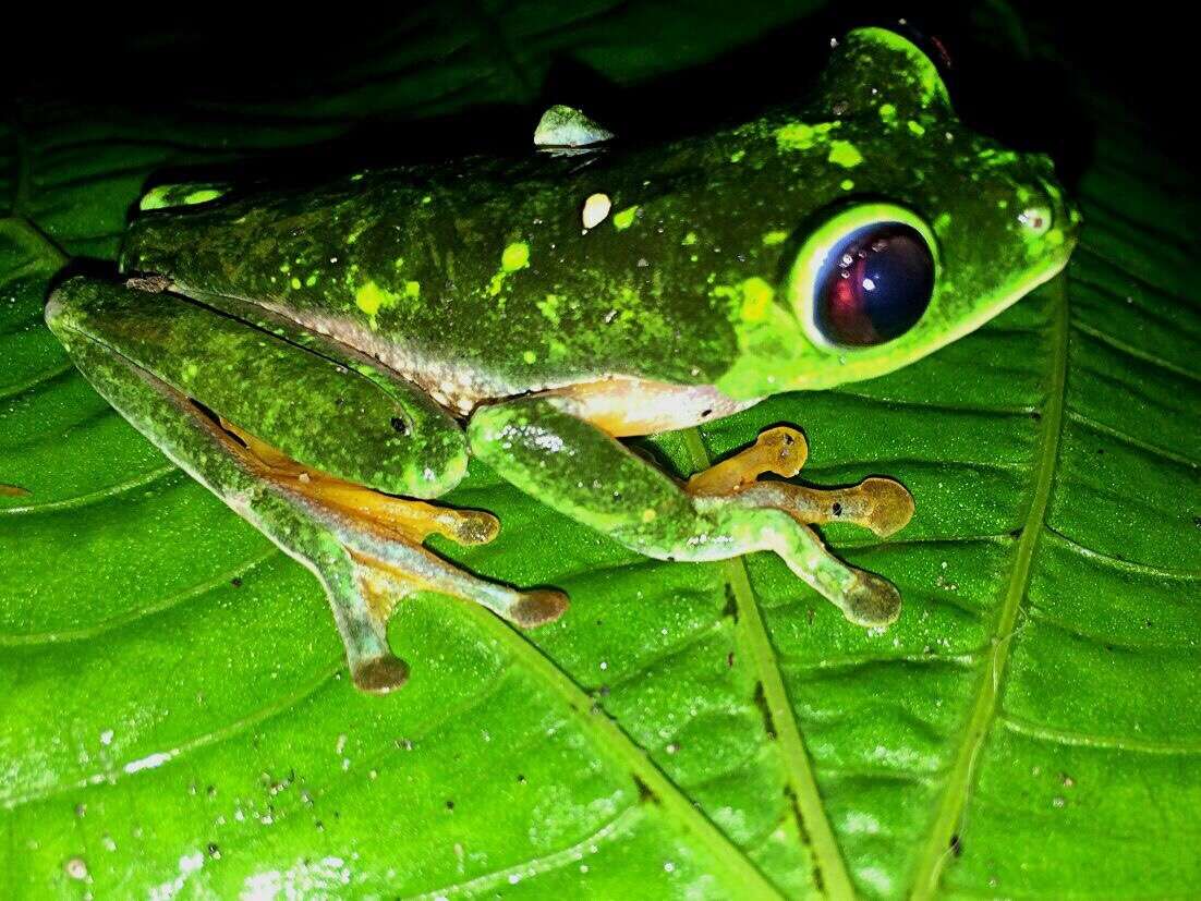 Image of Agalychnis terranova Rivera-Correa, Duarte-Cubides, Rueda-Almonacid & Daza-R. 2013