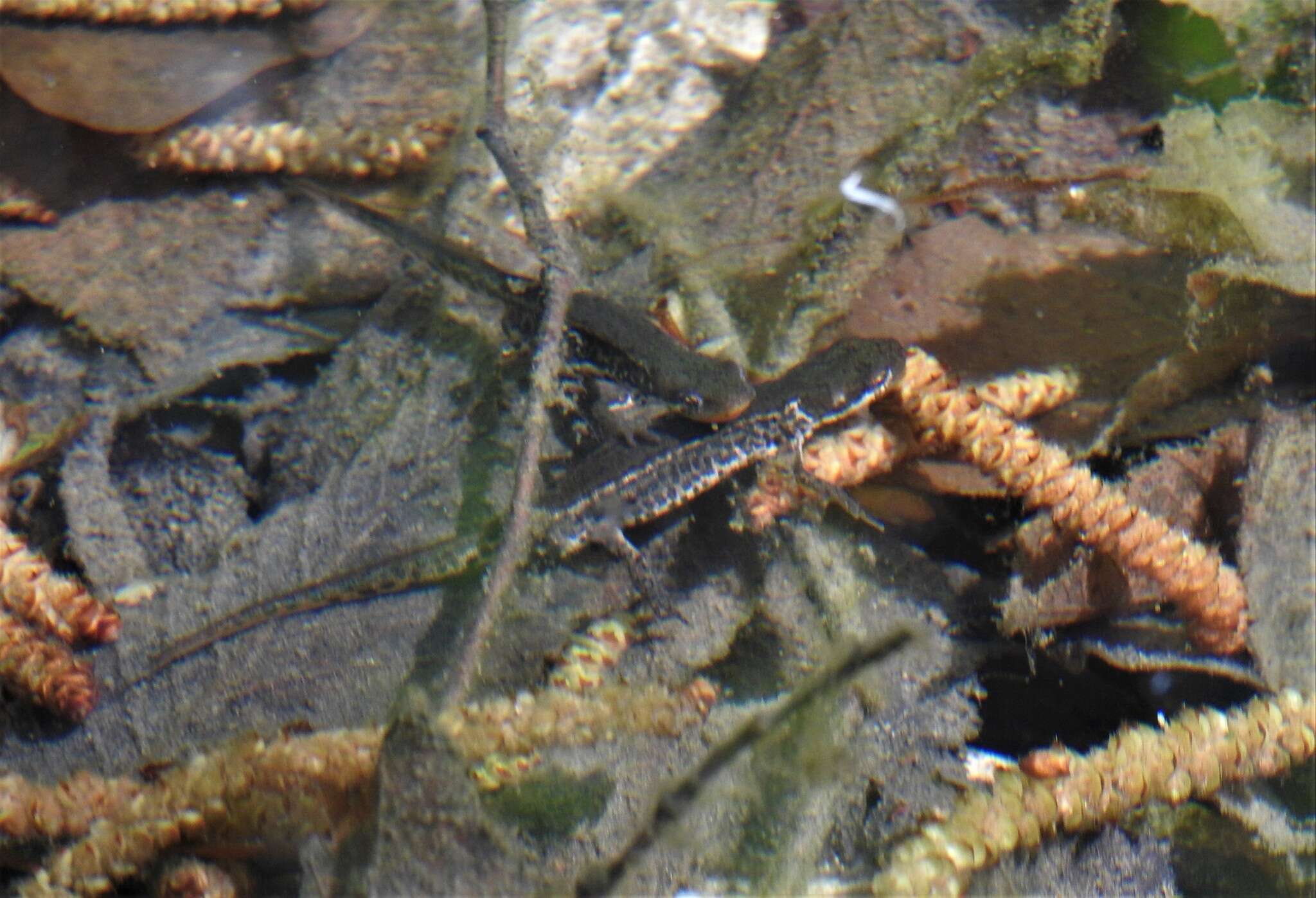 Image of Italian Newt