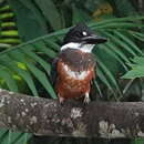 Image of Megaceryle torquata torquata (Linnaeus 1766)