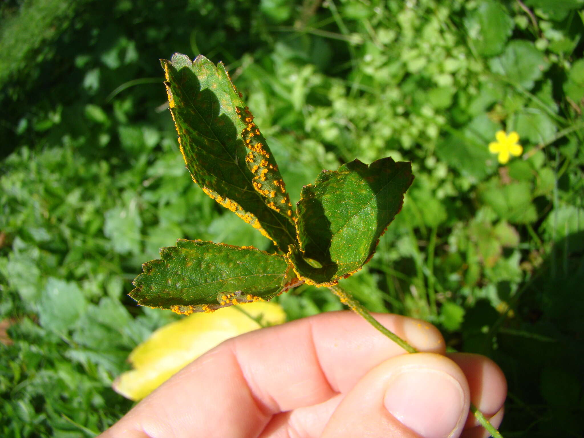 Image of Phragmidium mexicanum (Mains) H. Y. Yun, Minnis & Aime 2011