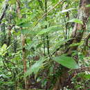 Image of Lasianthus hirsutus (Roxb.) Merr.