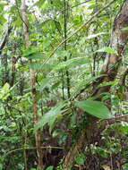 Image of Lasianthus hirsutus (Roxb.) Merr.