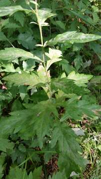 Image of Artemisia stolonifera (Maxim.) Kom.