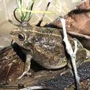 Image of Knife-footed Frog