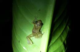 Image of Caretta Robber Frog