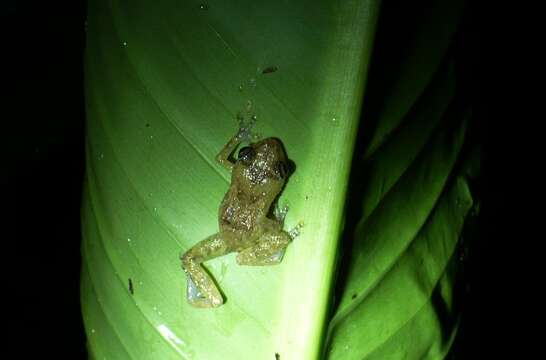 Image of Caretta Robber Frog