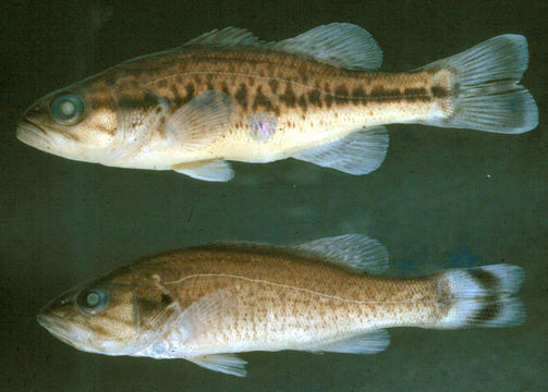 269.57279 micropterus salmoides jpg.580x360