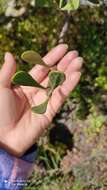 Image of Psittacanthus palmeri (Watson) Barlow & Wiens