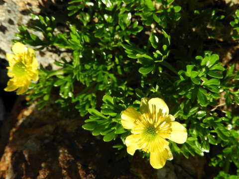 Image of Ranunculus sericophyllus Hook. fil.