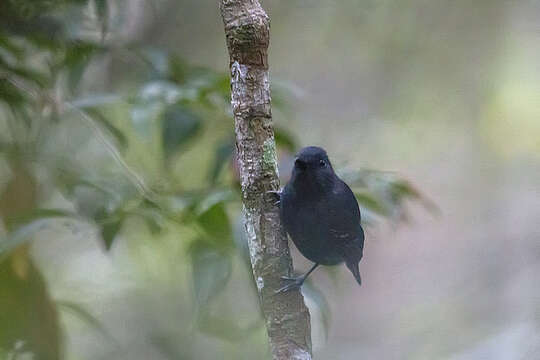 Image of Plumbeous Antshrike