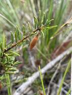 Image of Acacia bynoeana Benth.