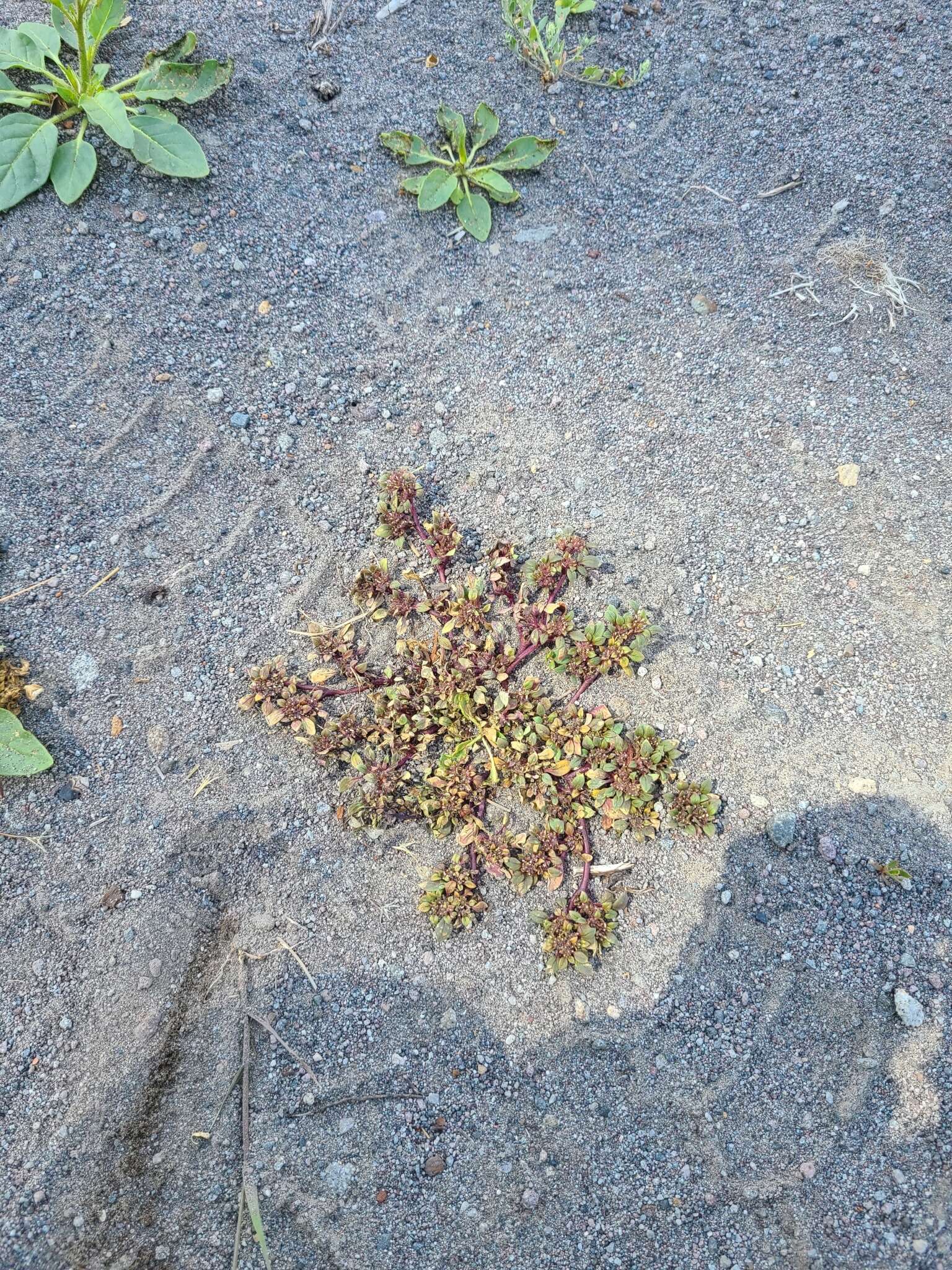 Image of Cooke's phacelia