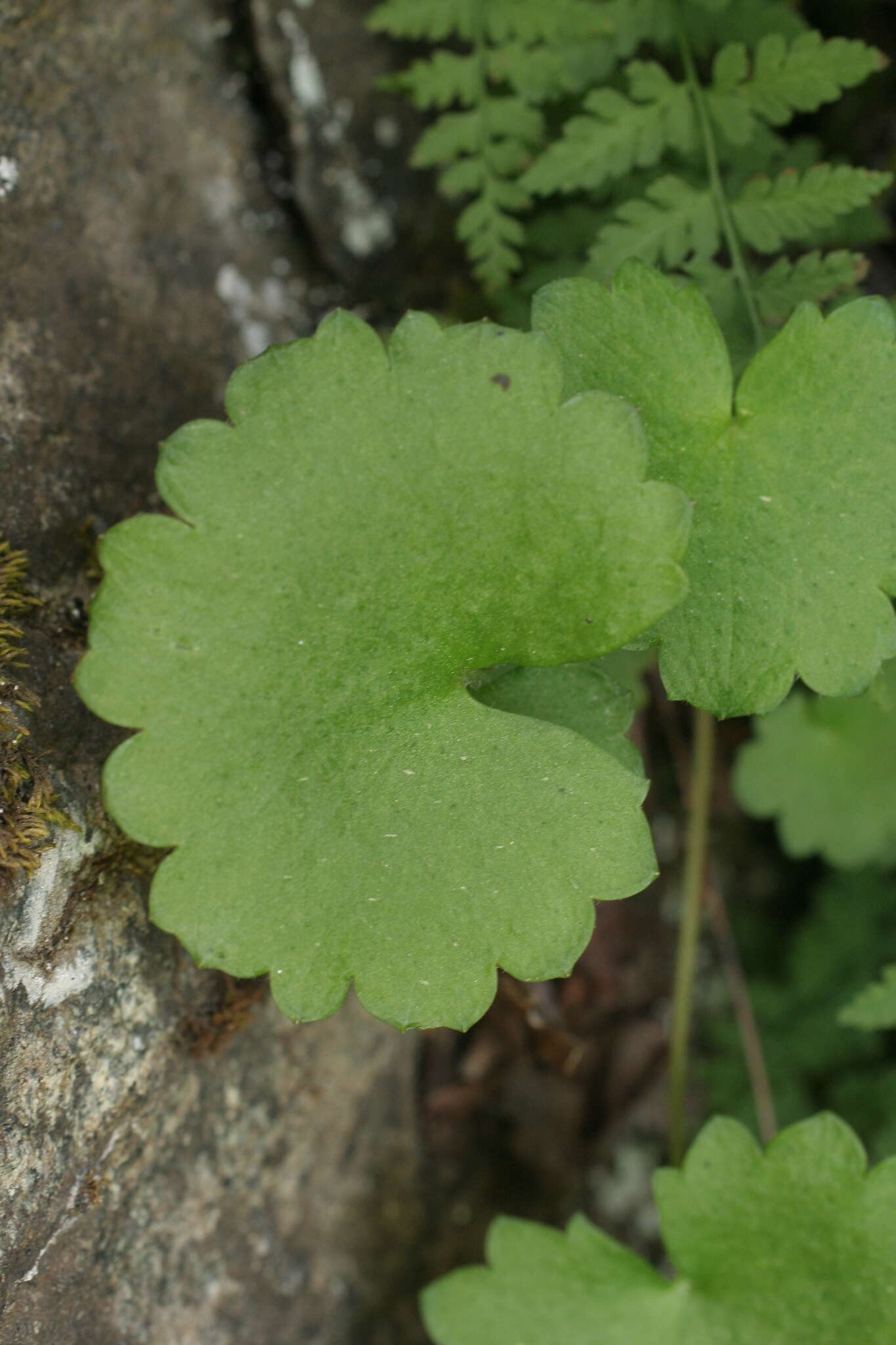 Image of Saxifraga rotundifolia subsp. rotundifolia