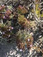 Imagem de Limonium scabrum (Thunb.) Kuntze