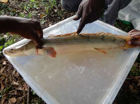 Image of Congo Bichir