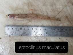 Image of Leptoclinus