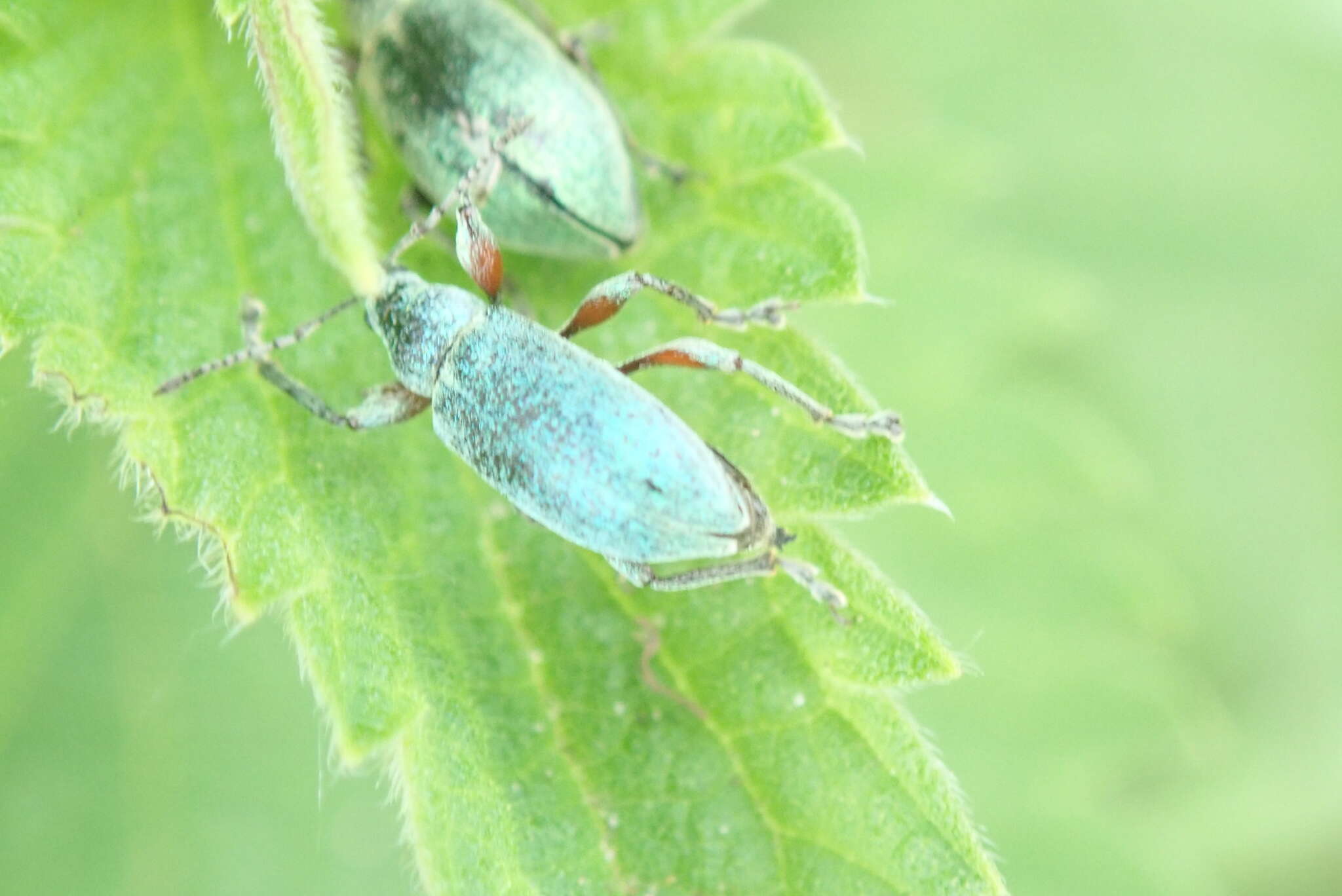 Plancia ëd Phyllobius (Metaphyllobius) pomaceus Gyllenhal 1834