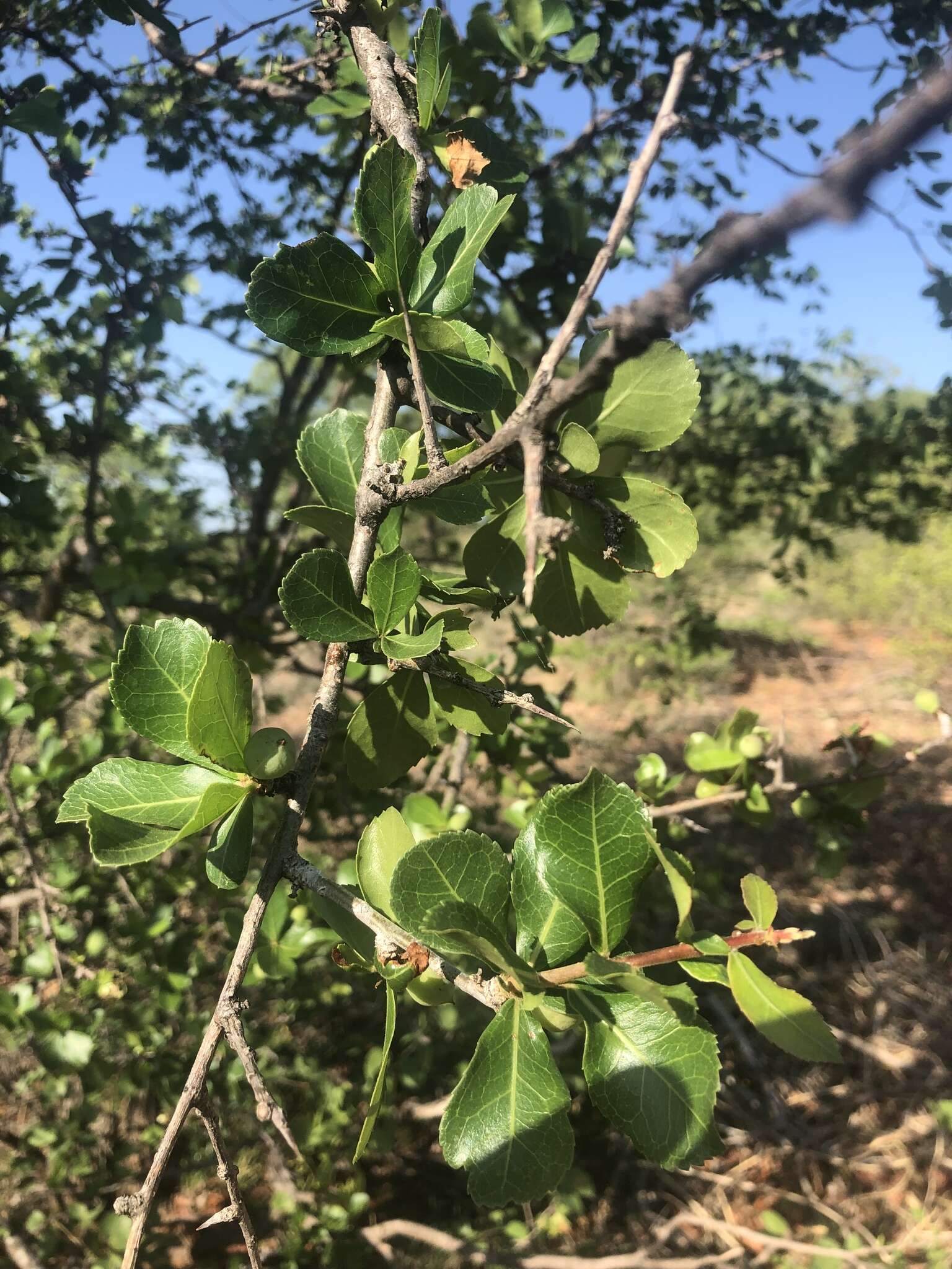 Plancia ëd Commiphora glandulosa Schinz