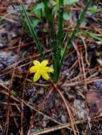 Image of Bristle-Seed Yellow Star-Grass