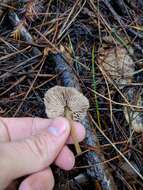 Image of Entoloma cetratum (Fr.) M. M. Moser 1978