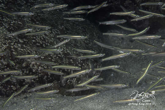 Image of Banded Blue Sprat