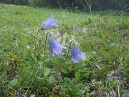 Image of hairyflower bellflower