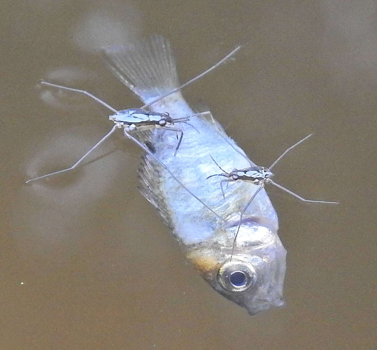 Image of Banded bream