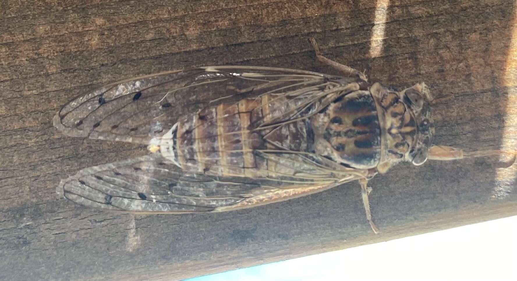 Image of Cicada cretensis Quartau & Simoes 2005