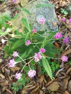 Vernonia greggii A. Gray resmi