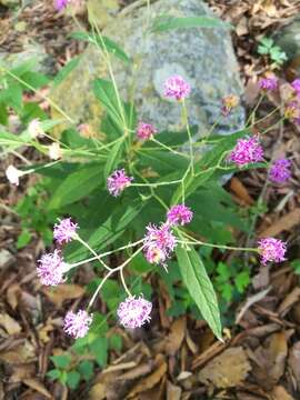 Vernonia greggii A. Gray resmi