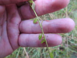 Image of Monopsis simplex (L.) E. Wimm.