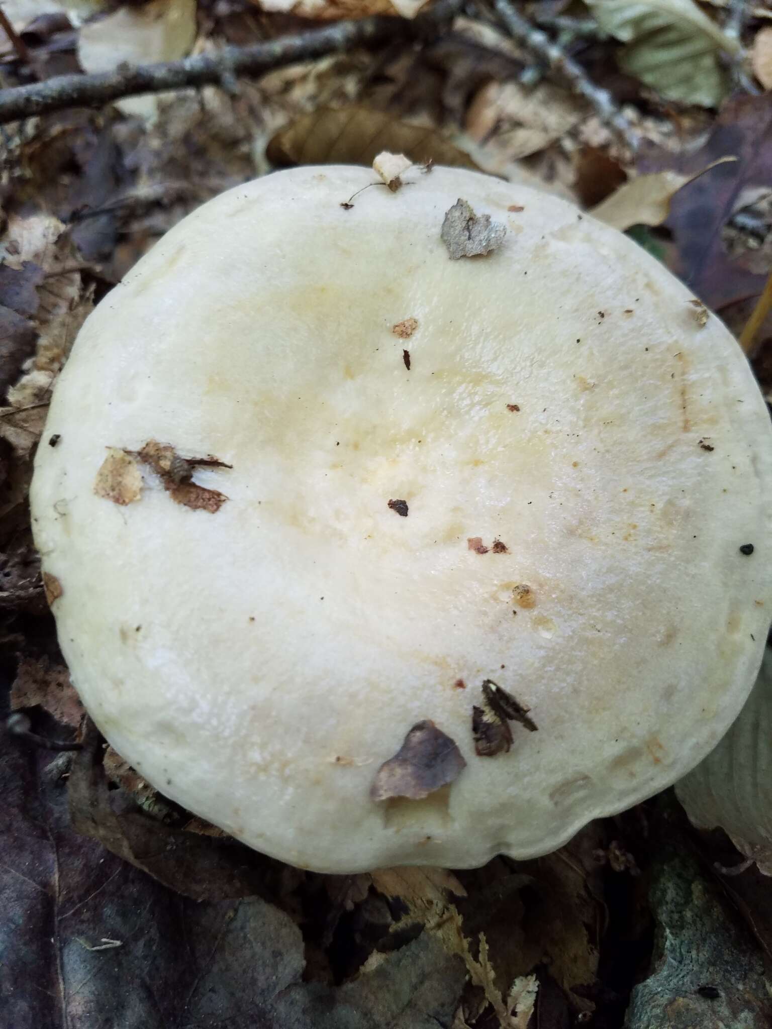 Image of Lactifluus luteolus (Peck) Verbeken 2012