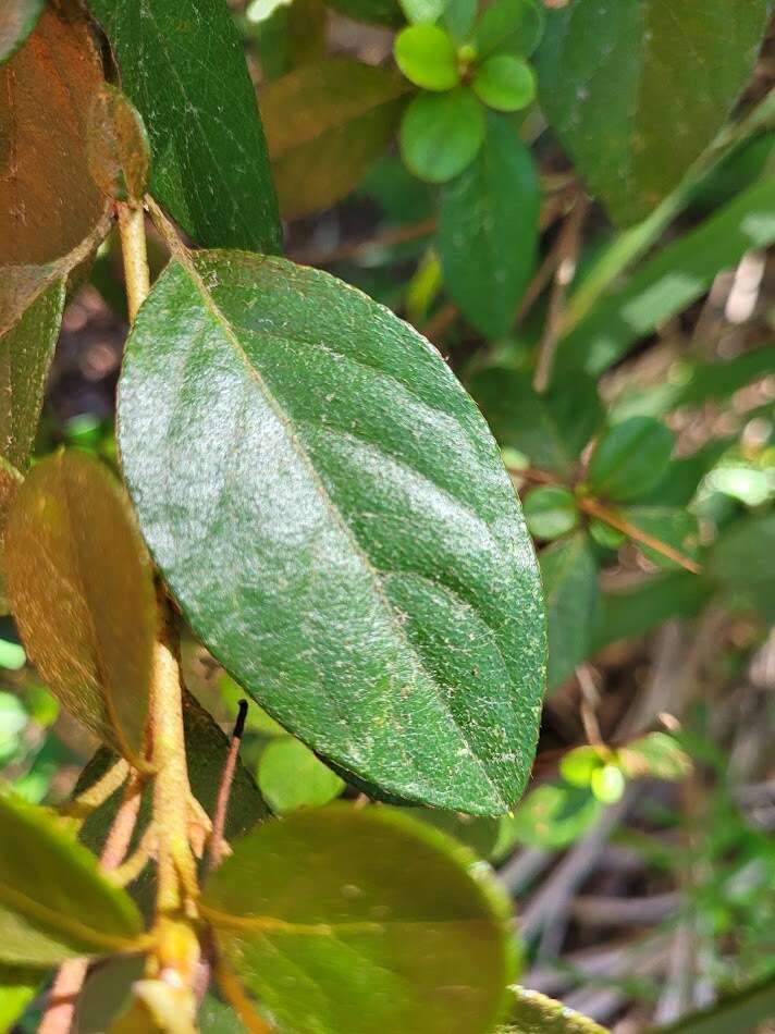 Image of Rhododendron breviperulatum Hayata