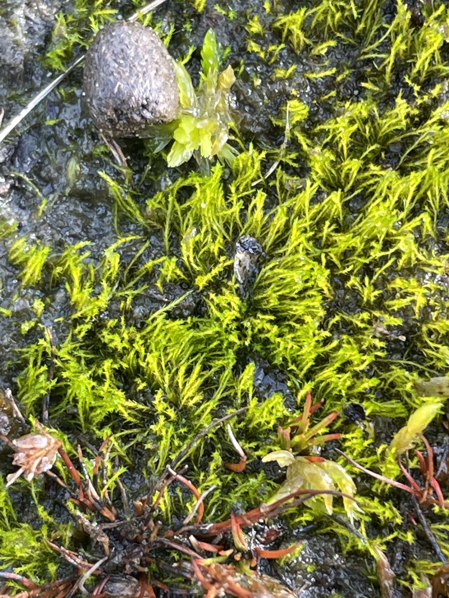 Image of clay earth-moss