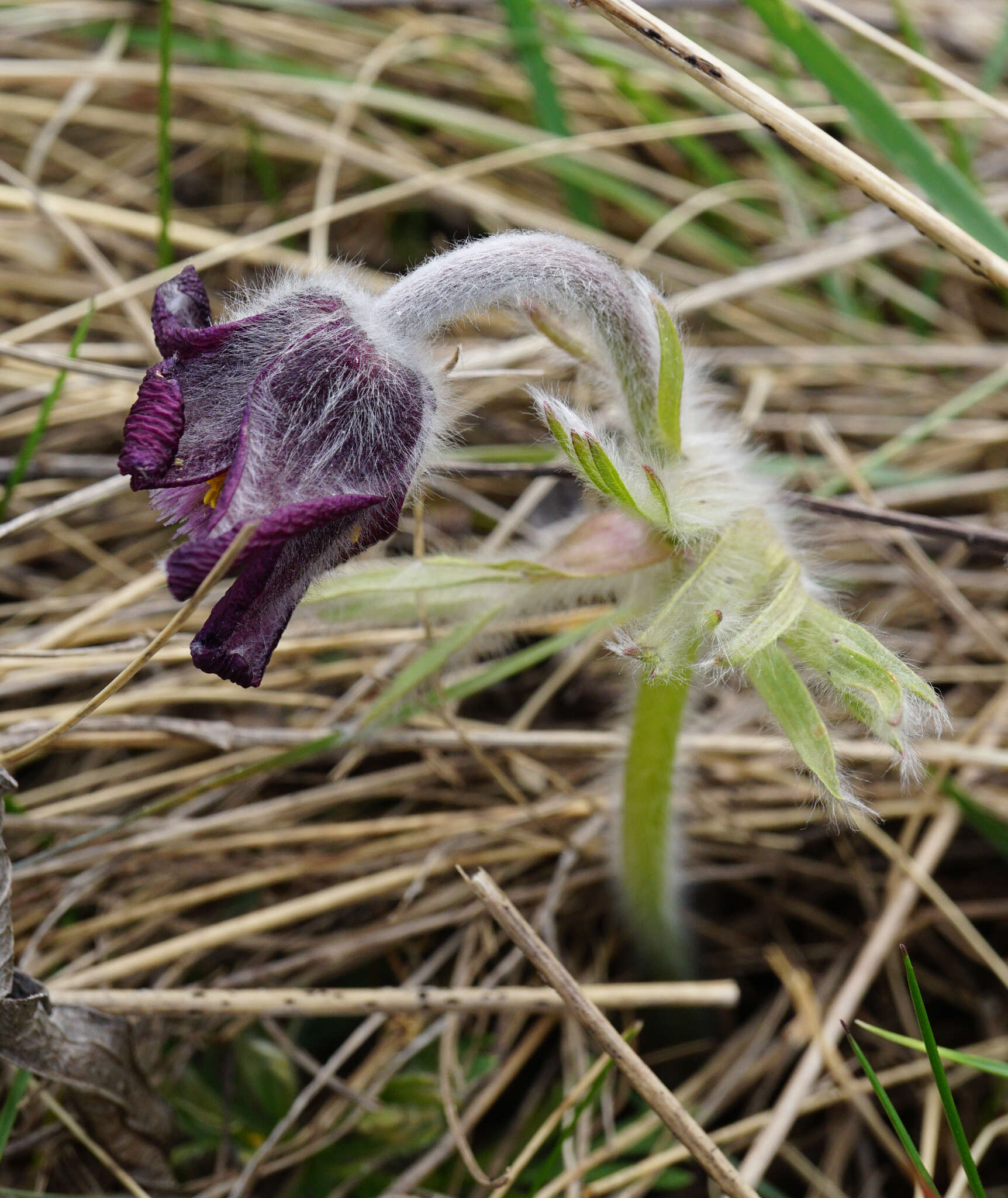 Image of Pulsatilla pratensis subsp. nigricans (Störcke) Zämelis