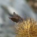 Image of Frosted Duskywing