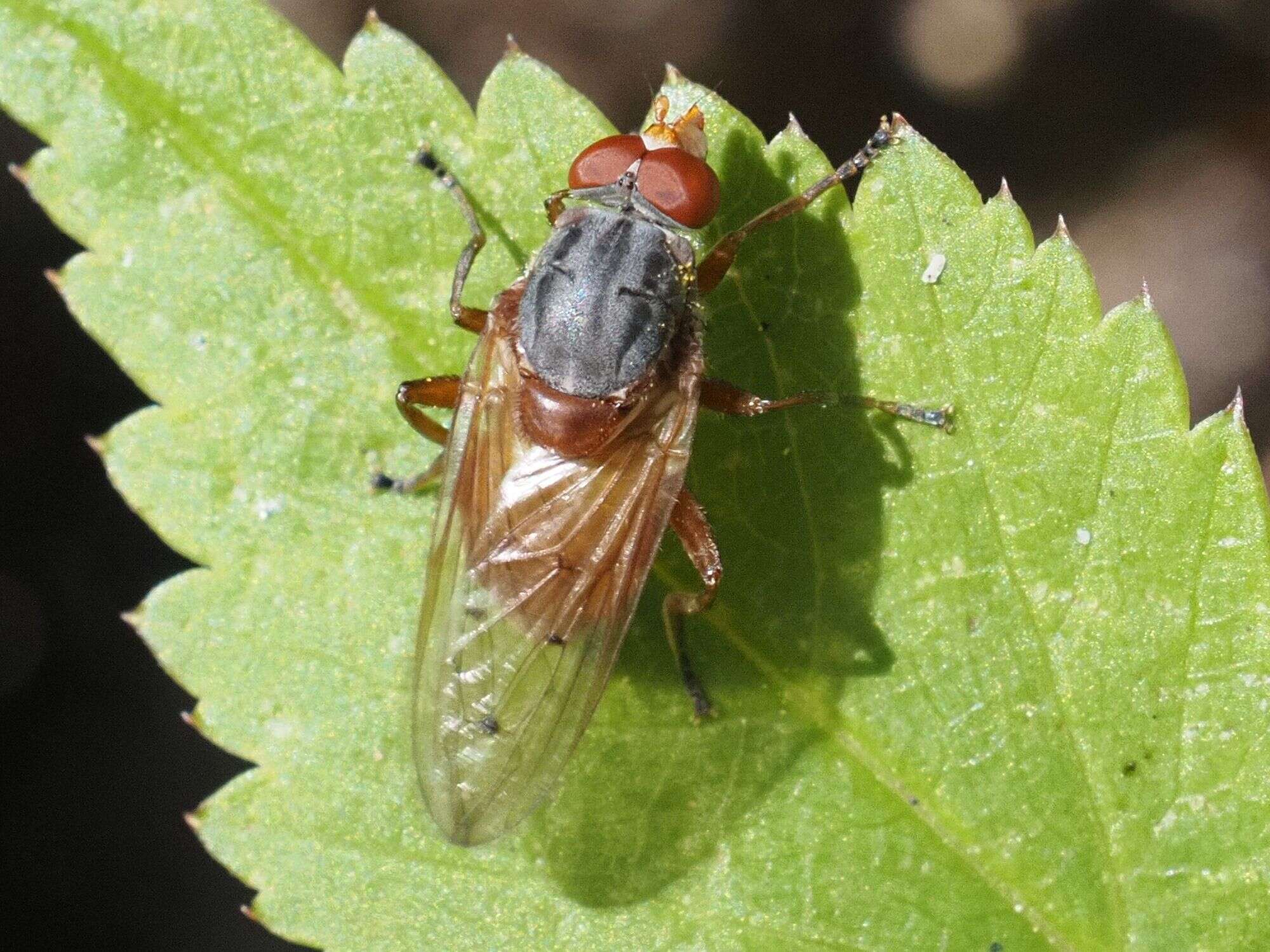 Imagem de Brachyopa maculipennis Thompson 1980