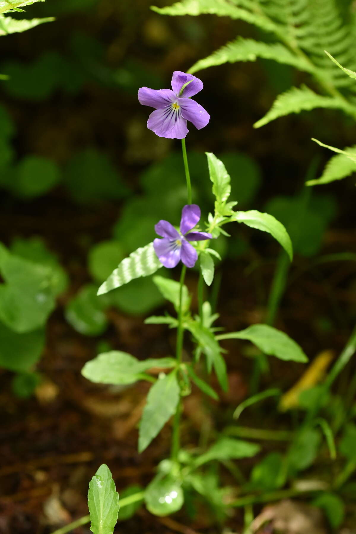 Image of Viola disjuncta W. Becker