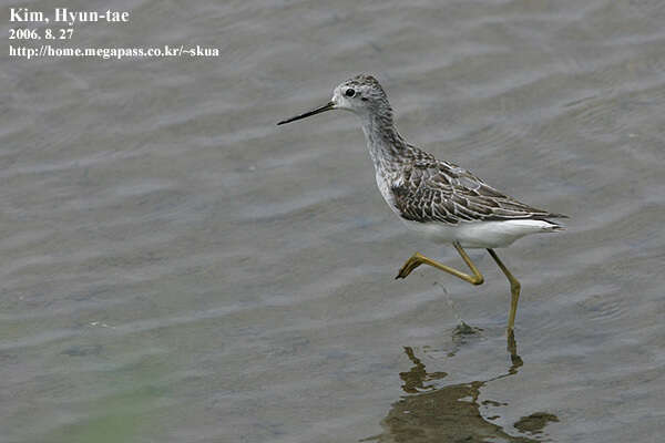 Image of Marsh Sandpiper