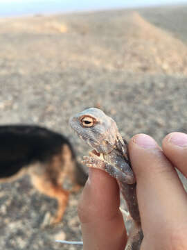 Image of Desert Agama