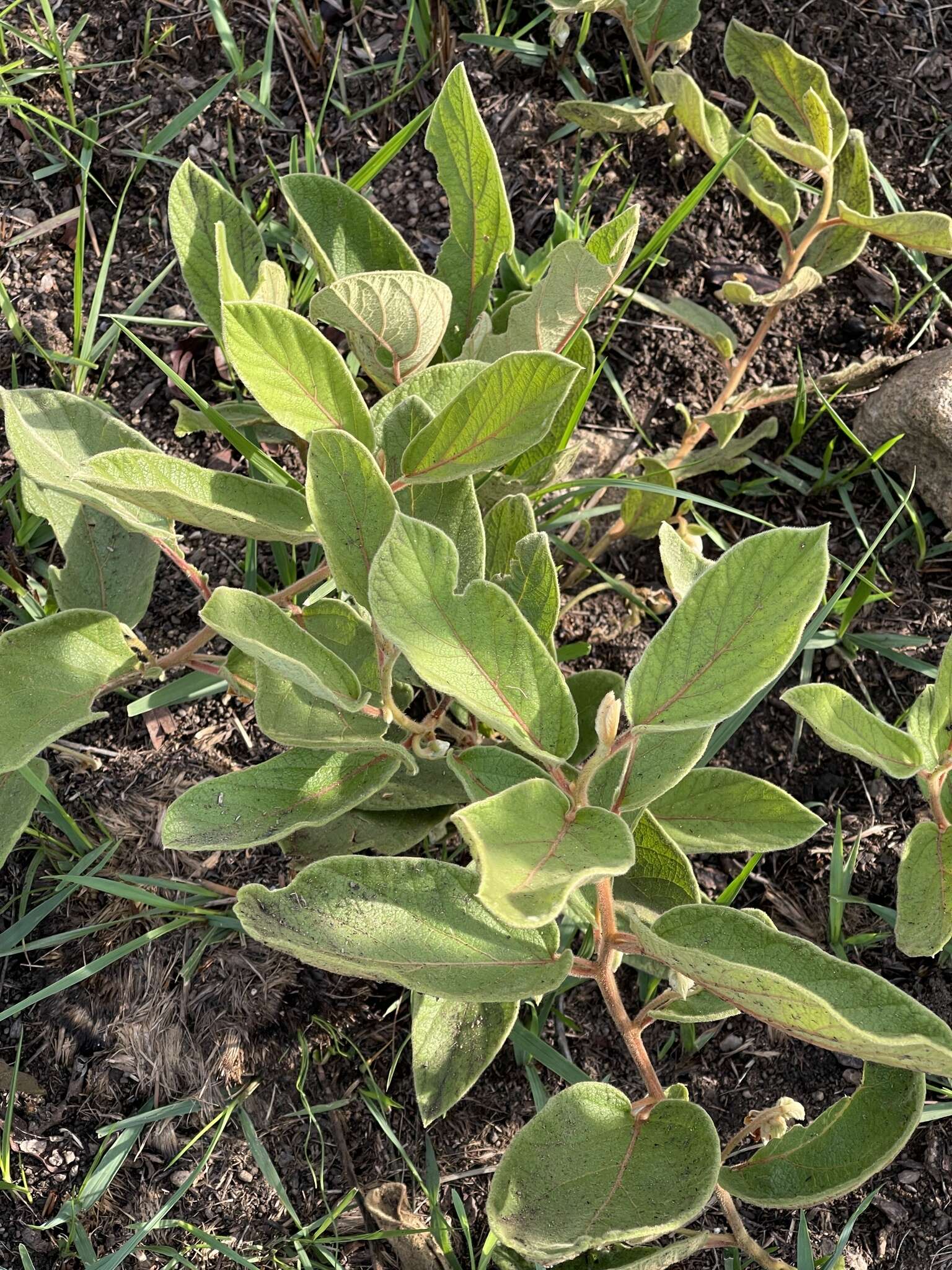 Image of Diospyros galpinii (Hiern) De Winter