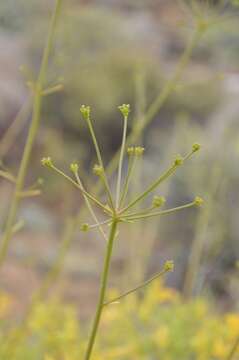 Anginon verticillatum (E. Mey.) B. L. Burtt的圖片