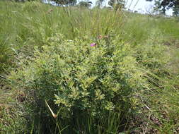 Tephrosia macropoda (E. Mey.) Harv.的圖片