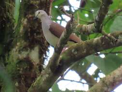 Image of Pallid Dove