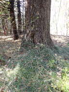 Image of mahala mat