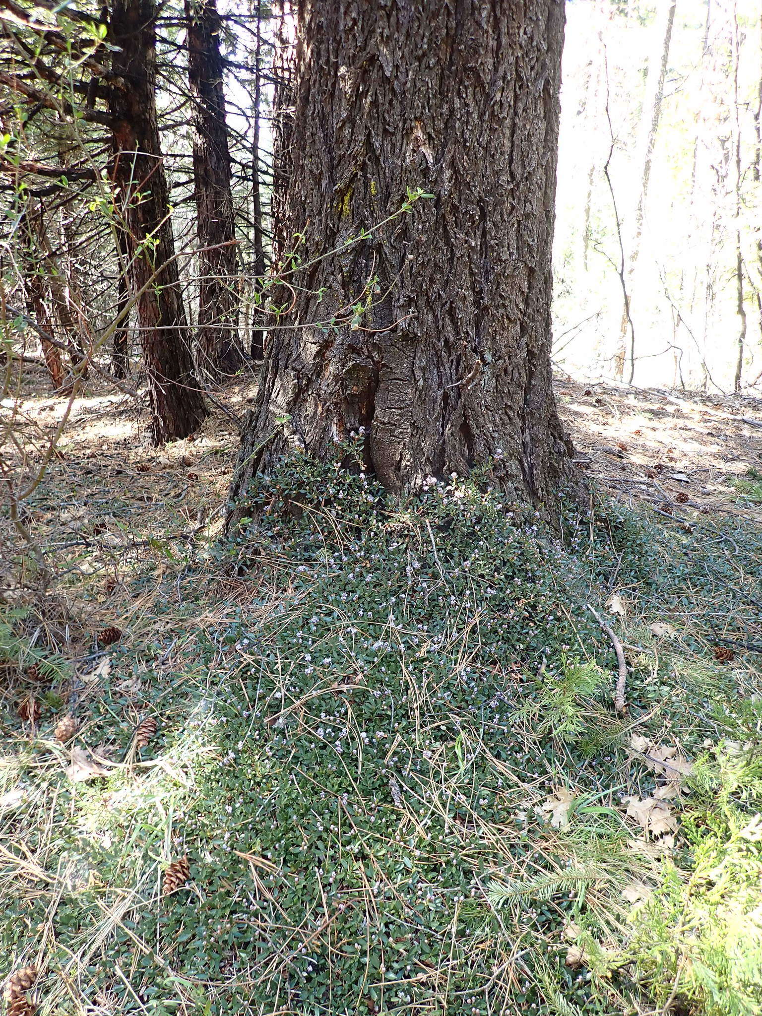 Image of mahala mat