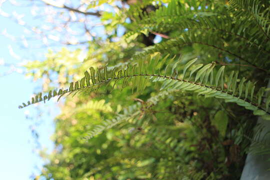 Image de Nephrolepis copelandii W. H. Wagner