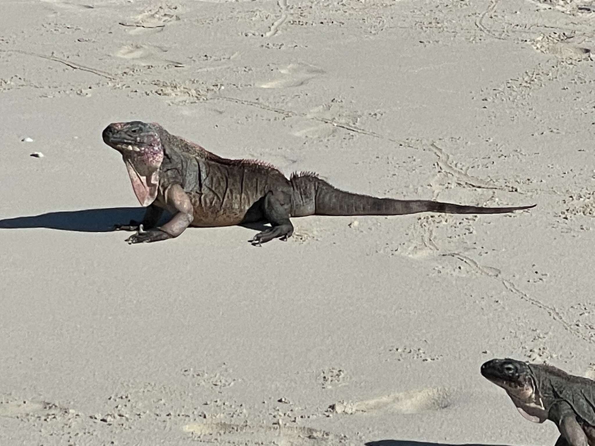 Image of Allen Cays Rock Iguanas